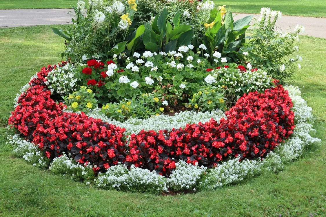 A round flower bed of red begonias, white alyssum and geraniums set in a lawn