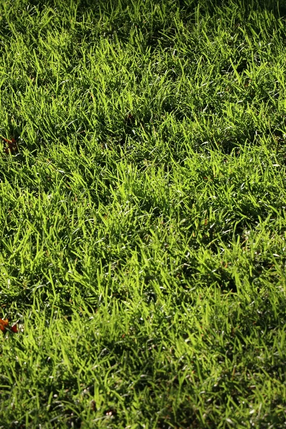 Close-up of thick, healthy green grass in sunlight