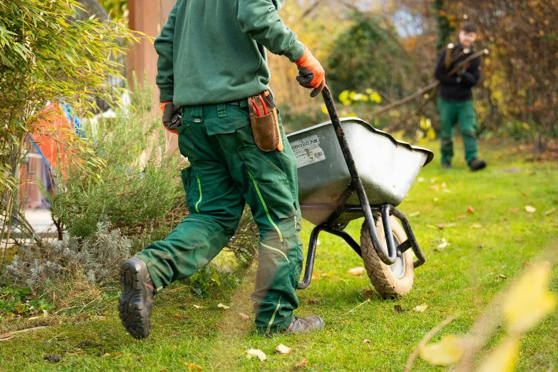A landscaper in work clothes pushing a wheelbarrow across a lawn during a fall cleanup